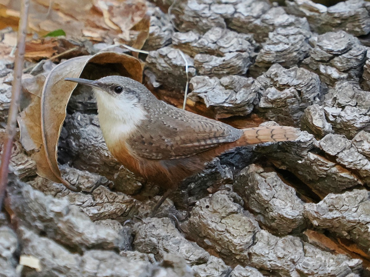 ravinesmett - ML645875361