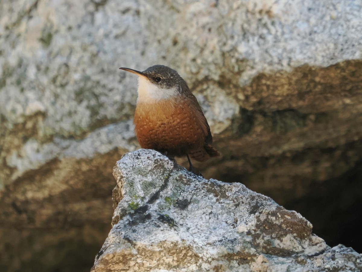 ravinesmett - ML645875362