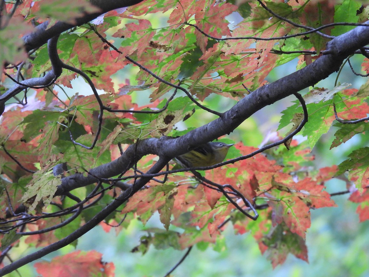 Magnolia Warbler - ML645875366