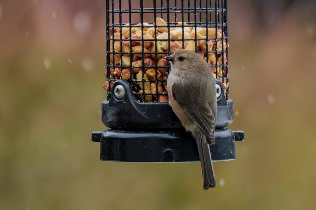 Bushtit - ML645875369