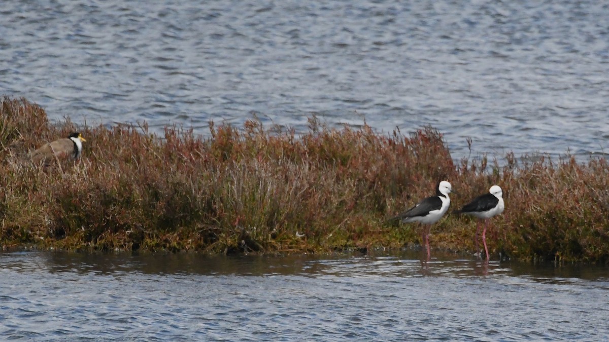 australstylteløper - ML645875370