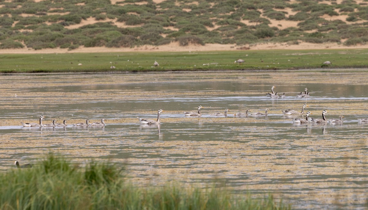 stripegås - ML645875371