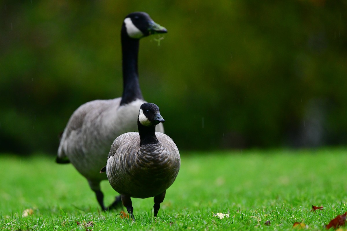 polargås - ML645875372