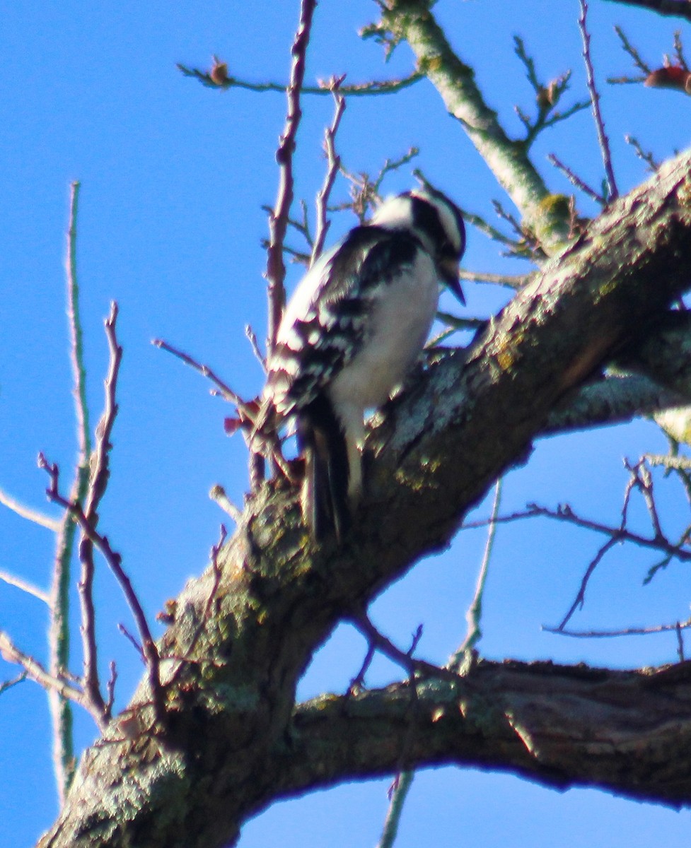 dunspett - ML645875373