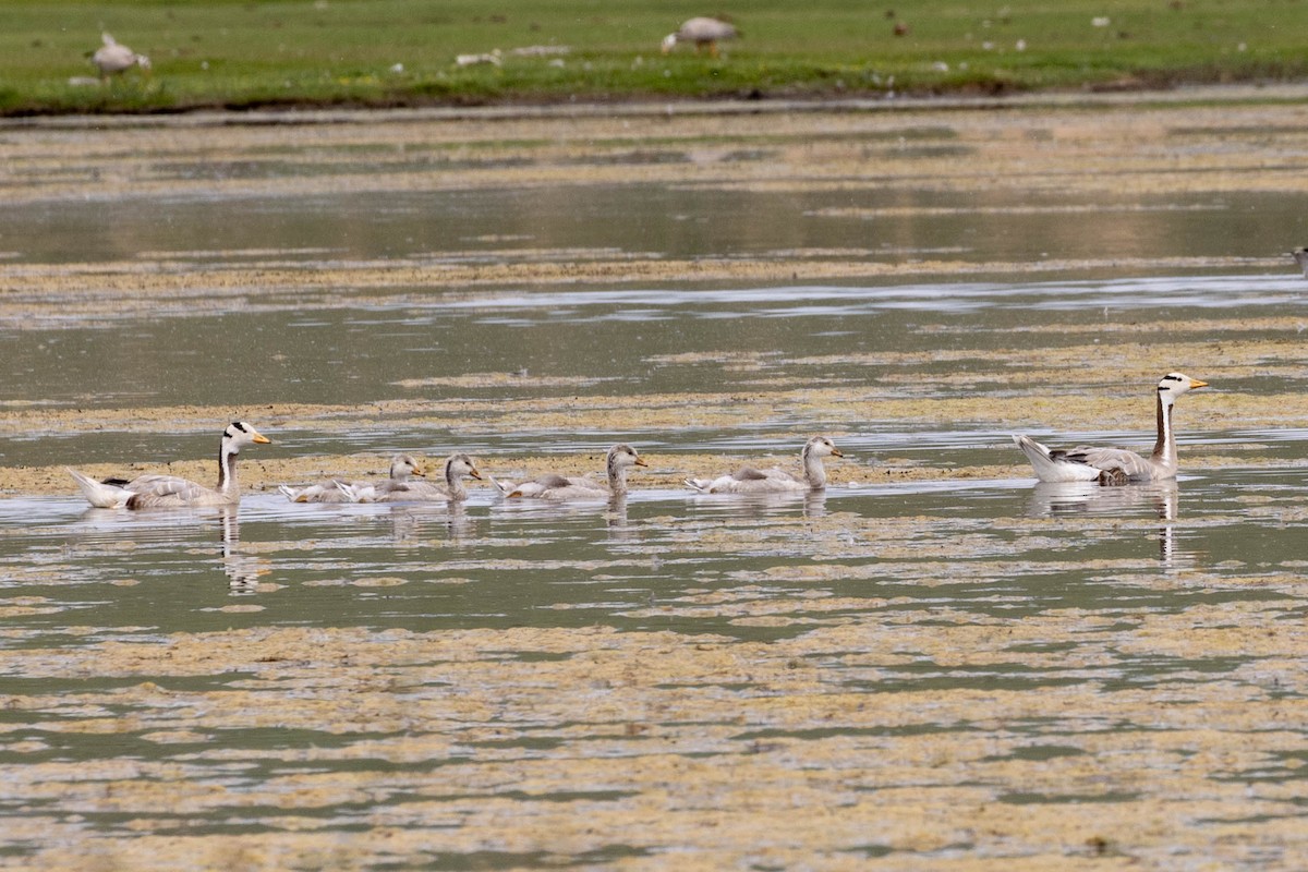 stripegås - ML645875374