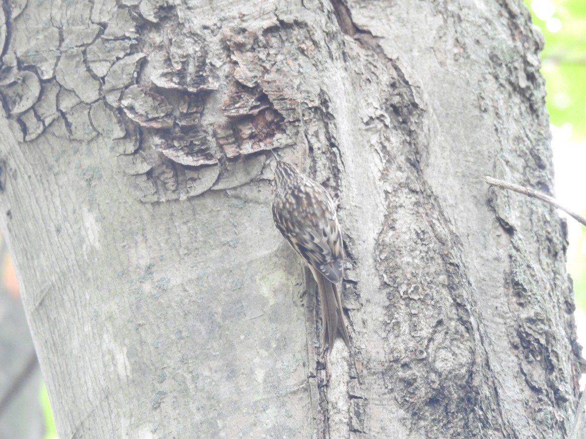 amerikatrekryper - ML645875375