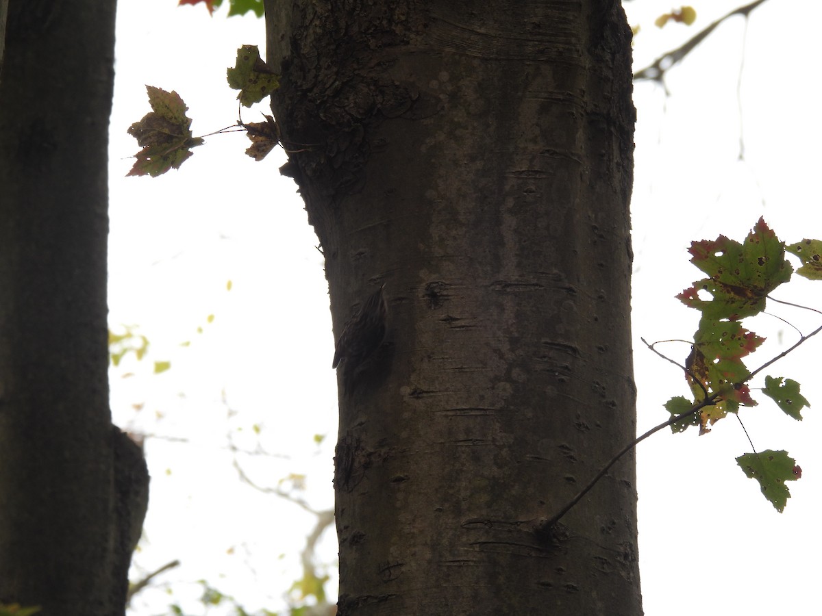 amerikatrekryper - ML645875376