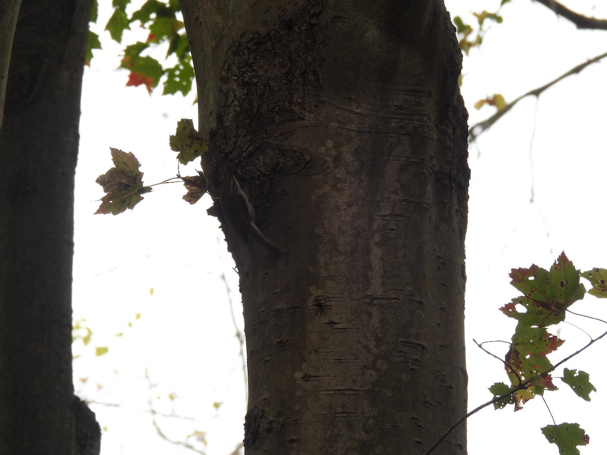 amerikatrekryper - ML645875377