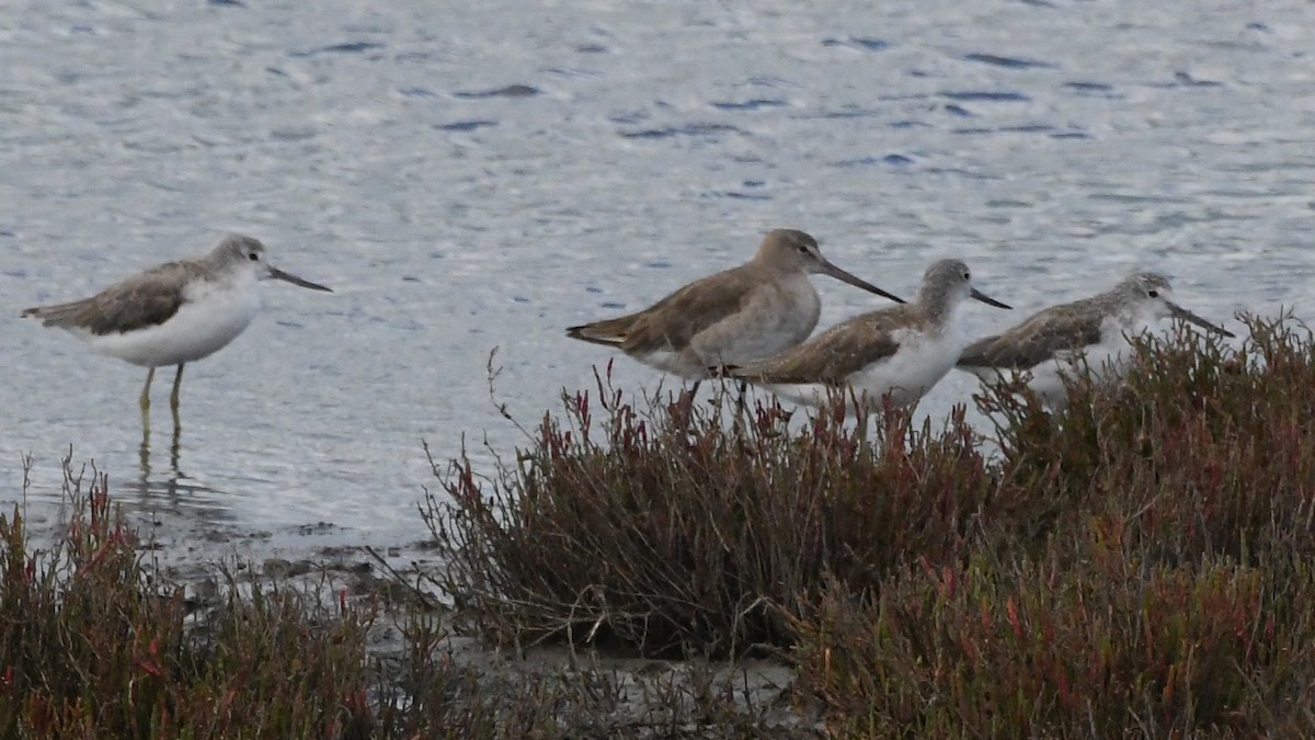 lappspove - ML645875378