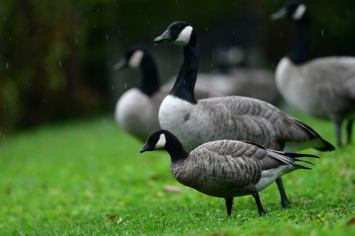 polargås - ML645875379