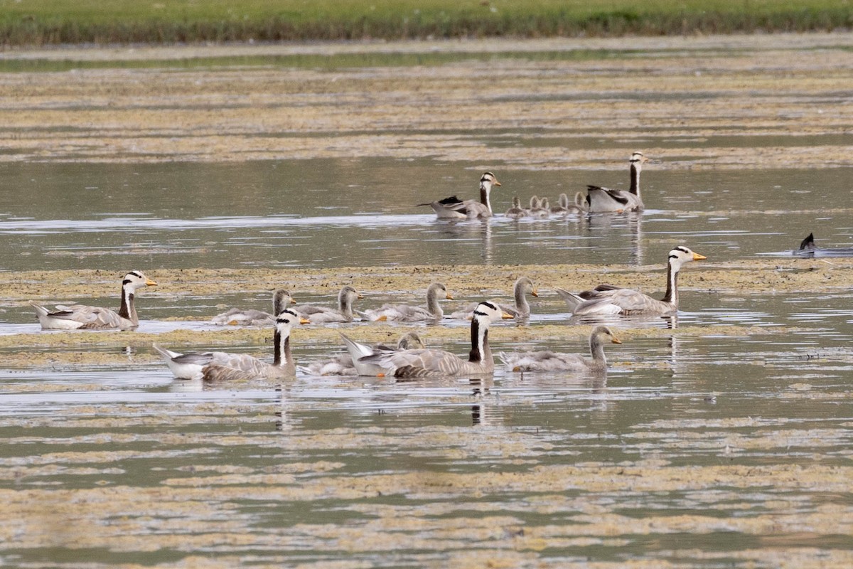 stripegås - ML645875380