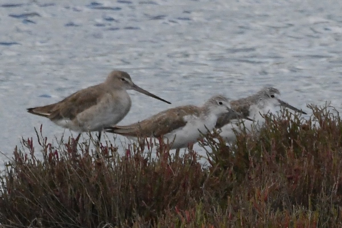 lappspove - ML645875382