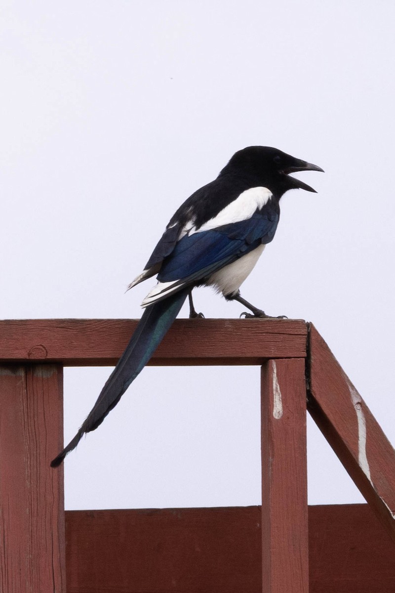 skjære - ML645875383