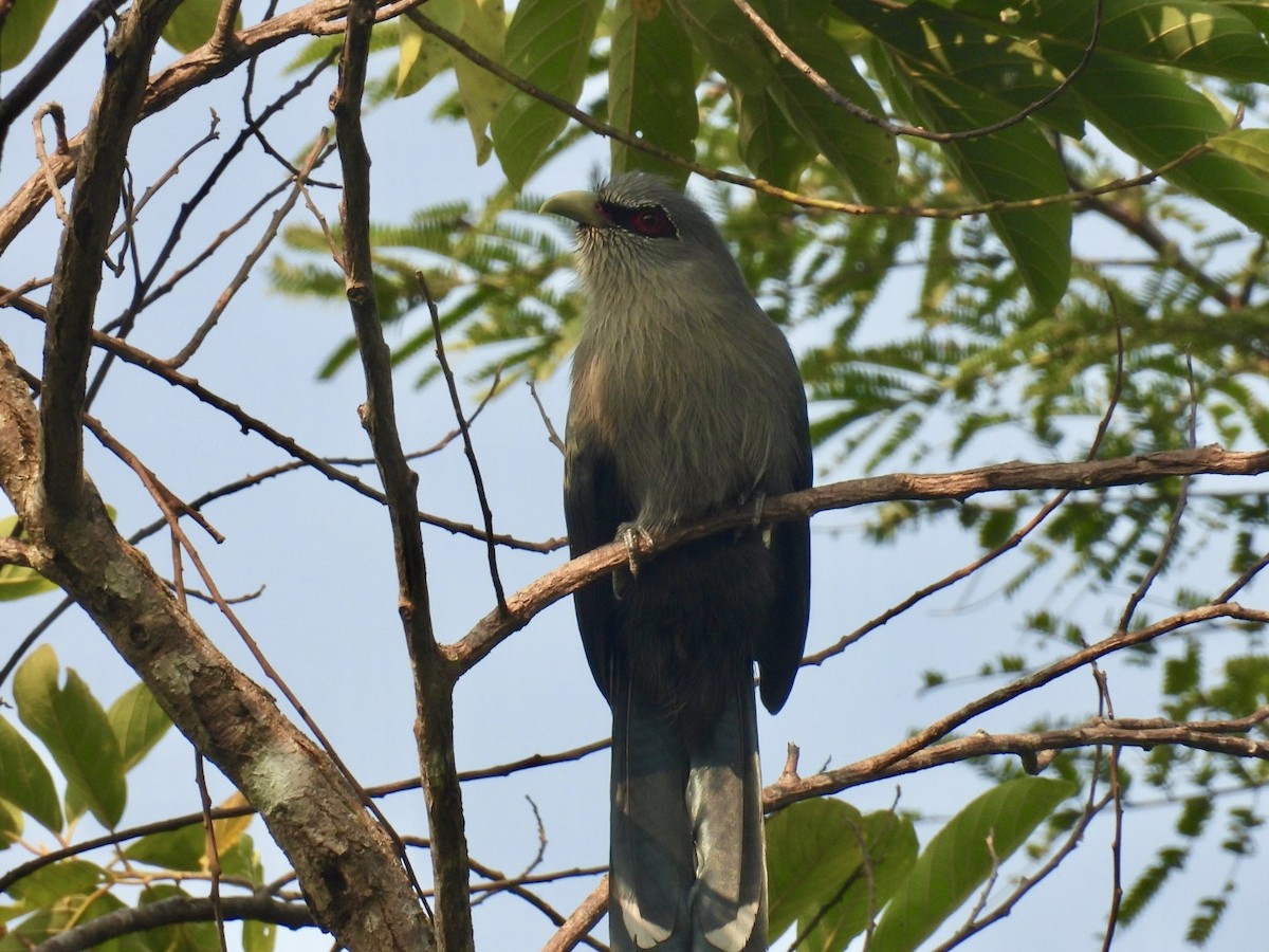 langstjertmalkoha - ML645875384