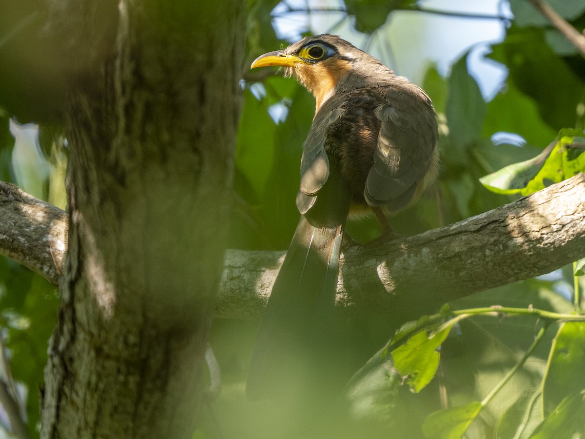 trostegjøk - ML645875385