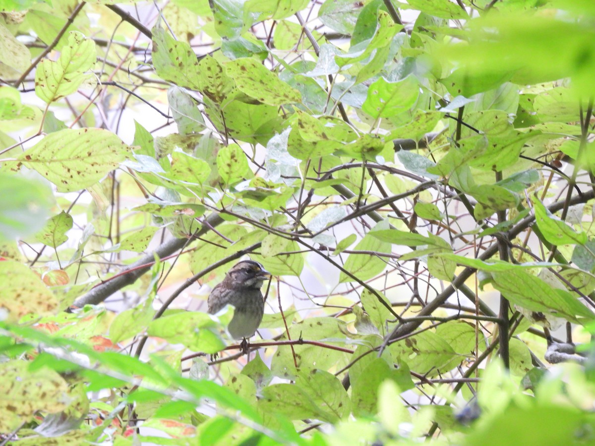 hvitstrupespurv - ML645875386