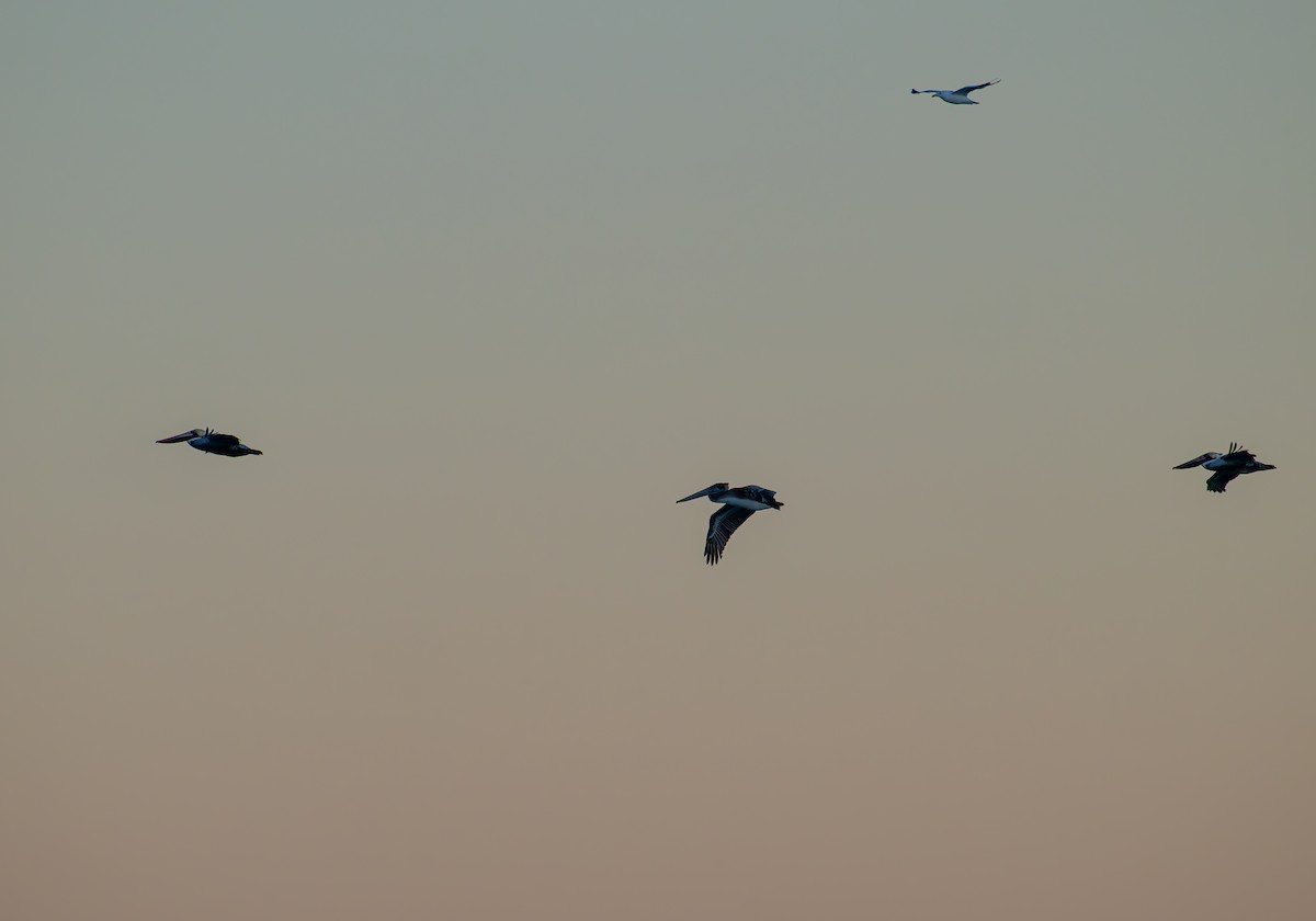 brunpelikan - ML645875387