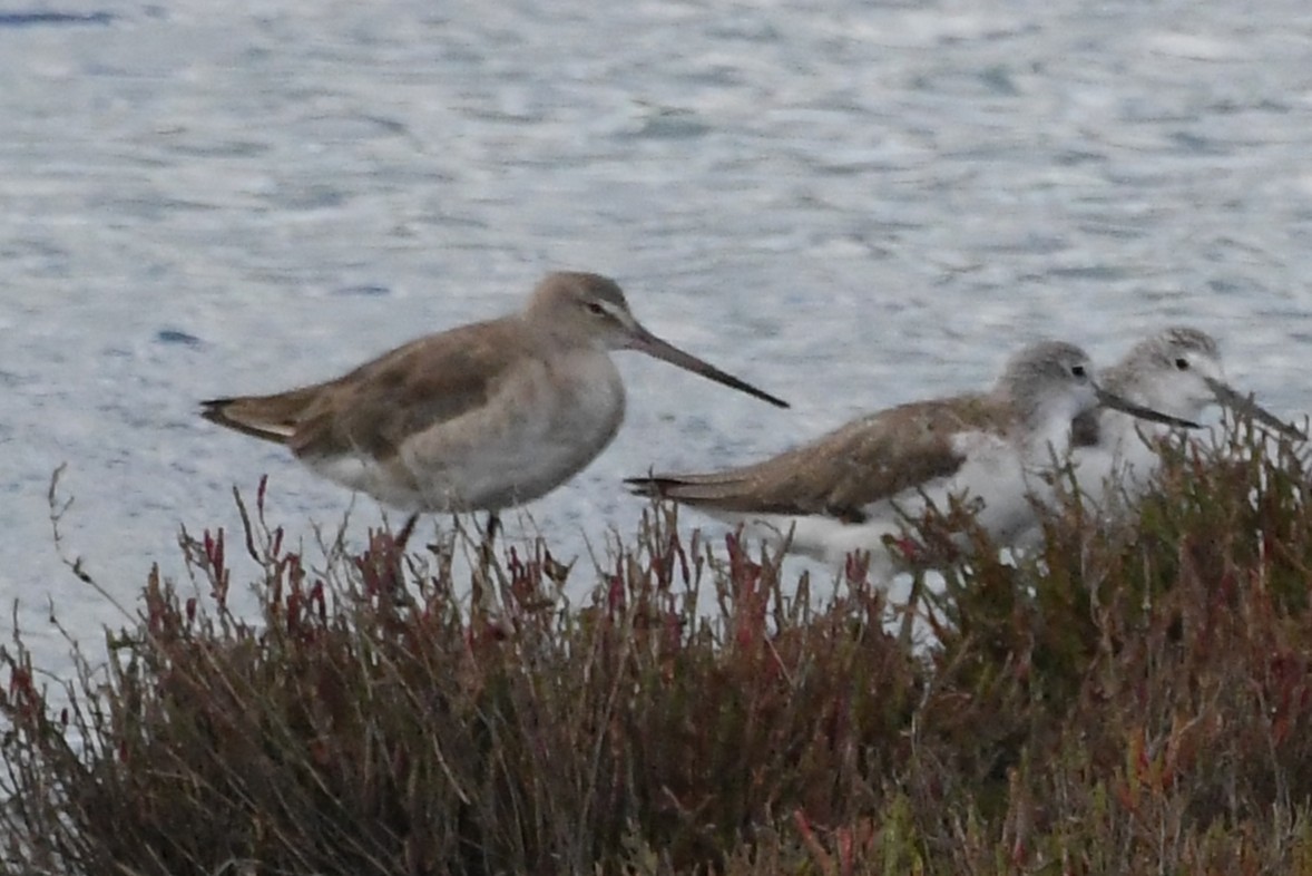 lappspove - ML645875388