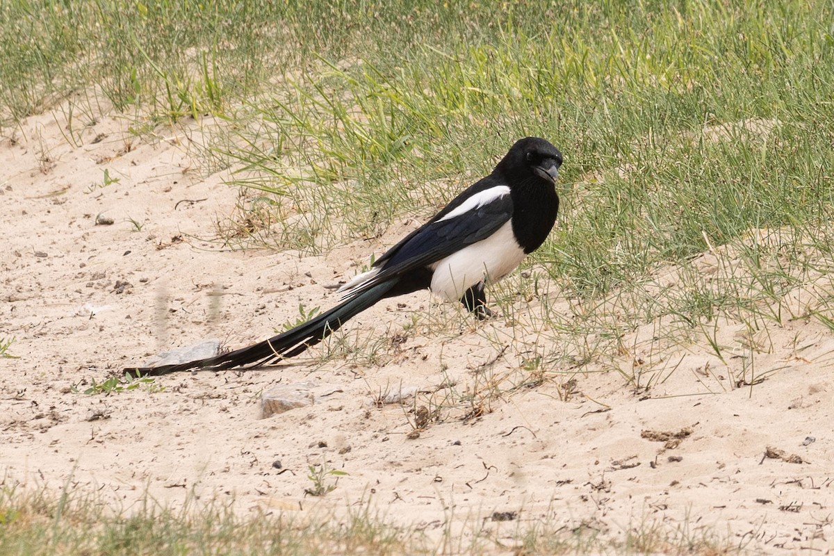 skjære - ML645875389