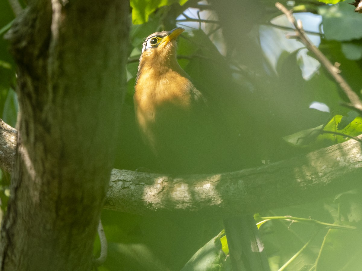 trostegjøk - ML645875391