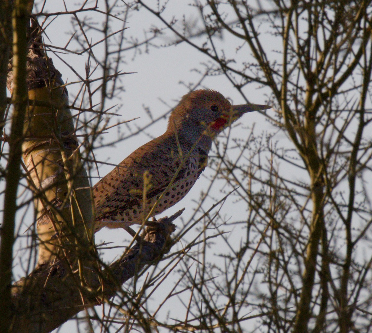saguarospett - ML645875392