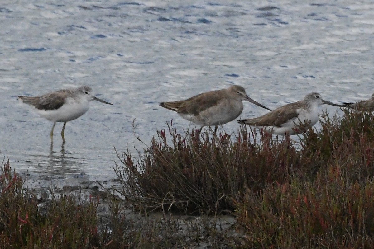 lappspove - ML645875393