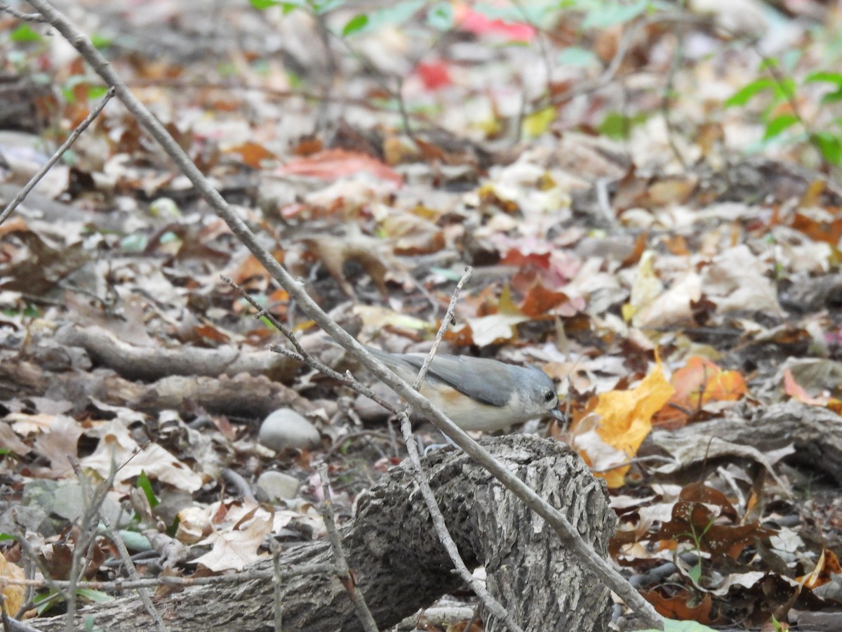 gråduskmeis - ML645875394