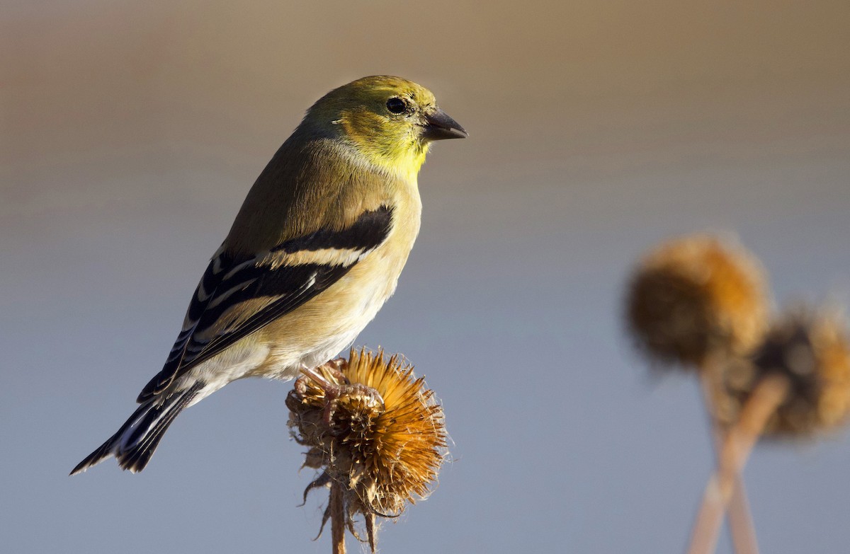 gulstillits - ML645875395