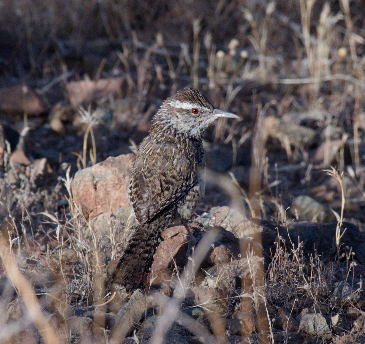 kaktussmett - ML645875396