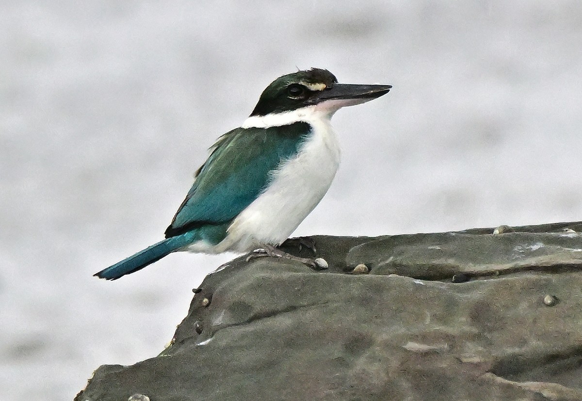 jadeisfugl - ML645875397