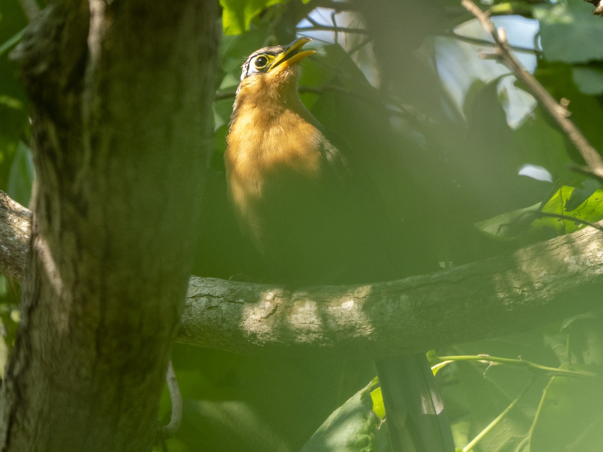 trostegjøk - ML645875398