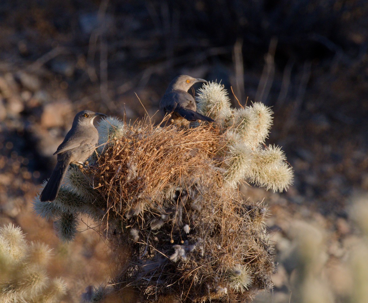 kaktusspottefugl - ML645875399