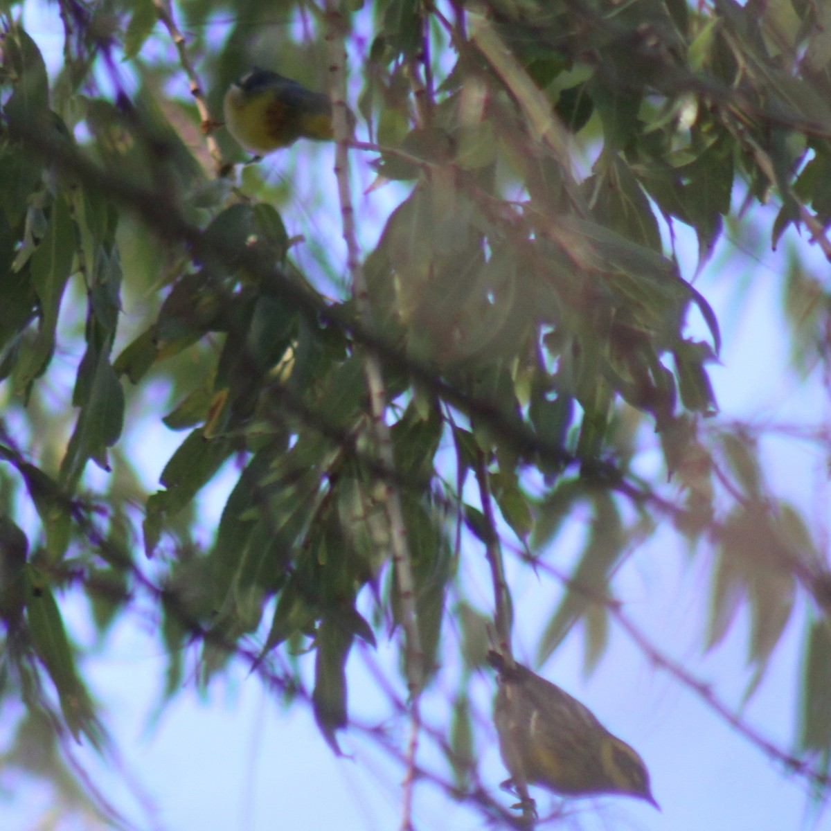 Townsend's Warbler - ML645875400