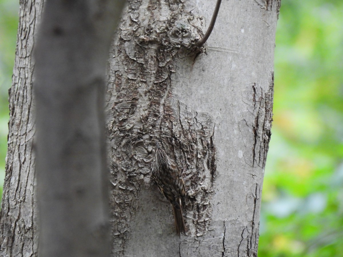 Brown Creeper - ML645875403
