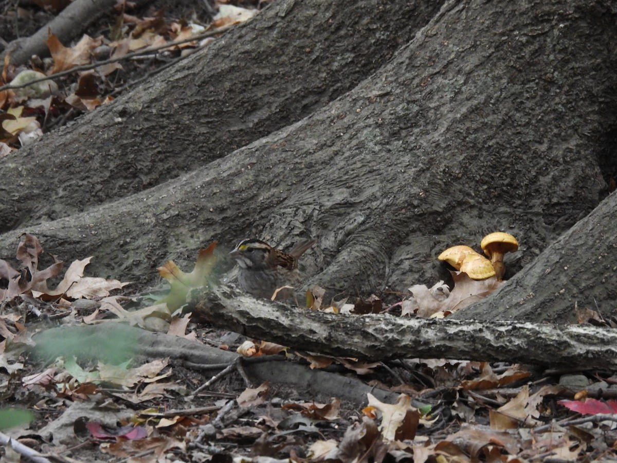 White-throated Sparrow - ML645875407