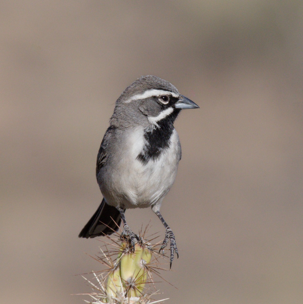 Black-throated Sparrow - ML645875408