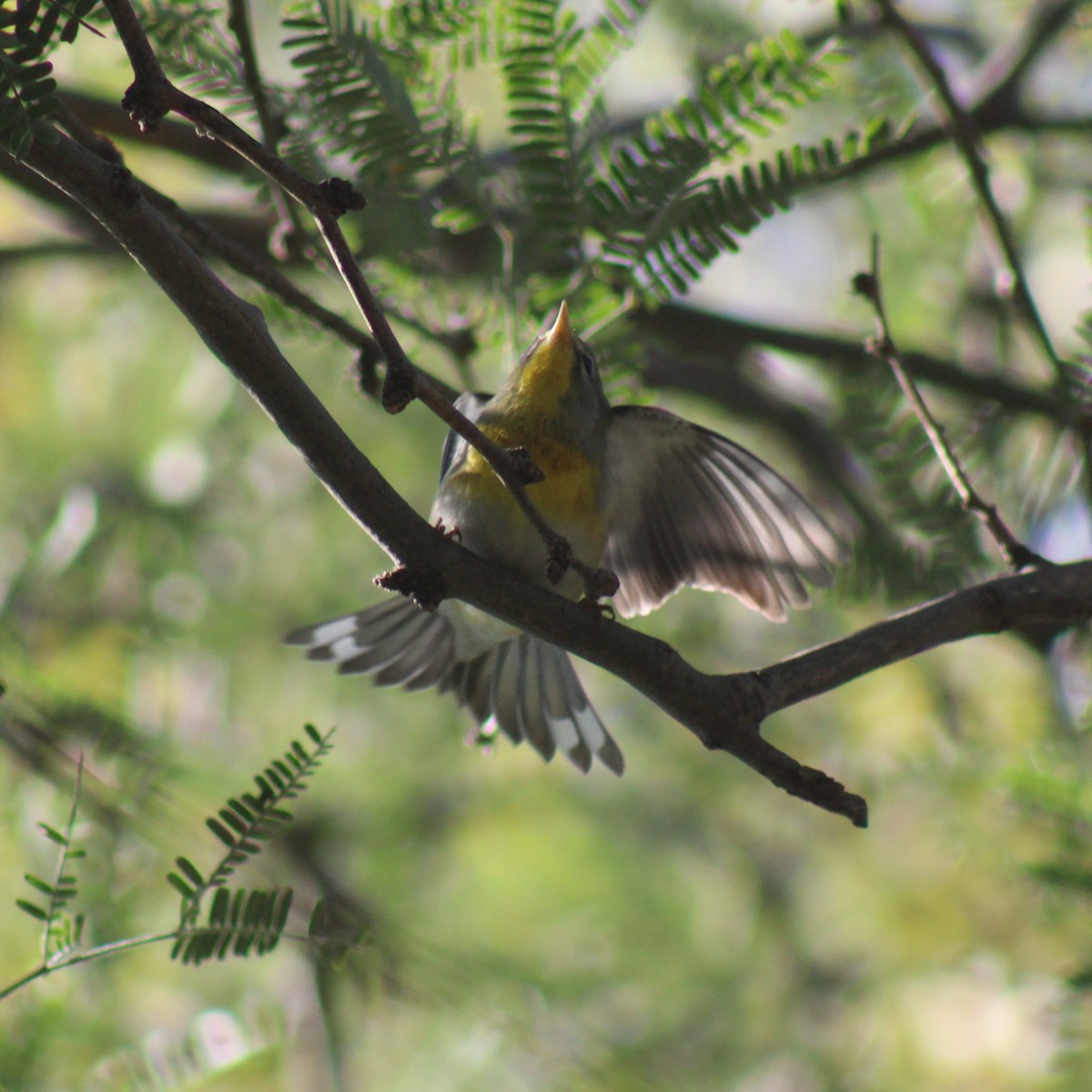 Northern Parula - ML645875409