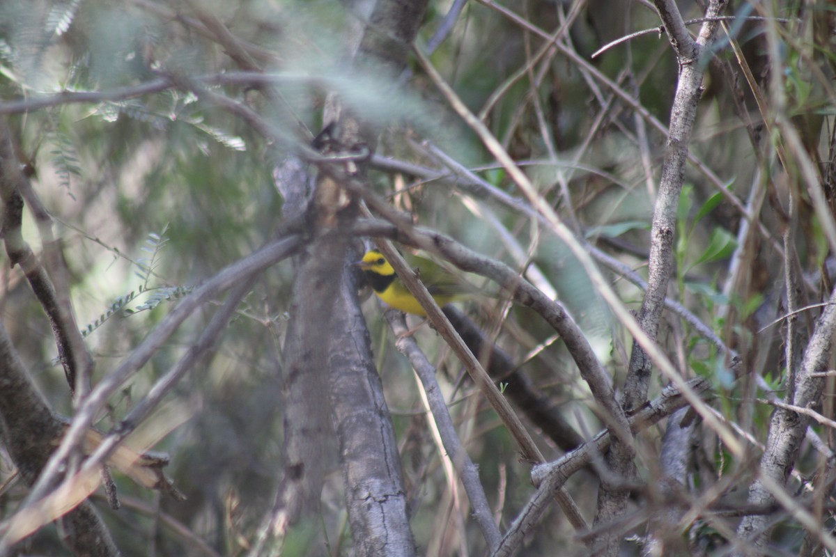 Болотянка чорногорла - ML645875410