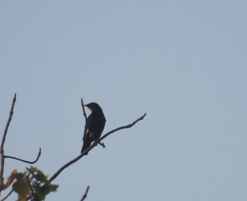 Golden-crested Myna - ML645875411