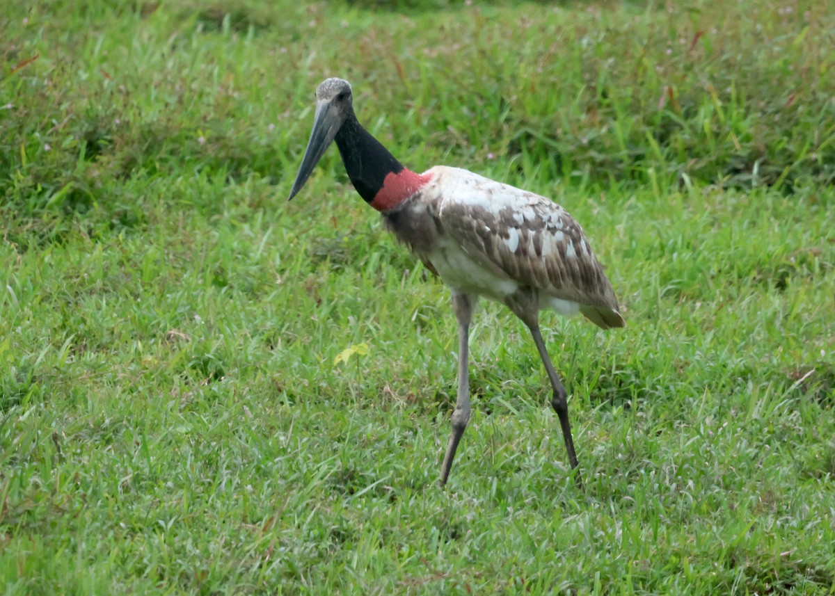 Jabiru - ML645875412
