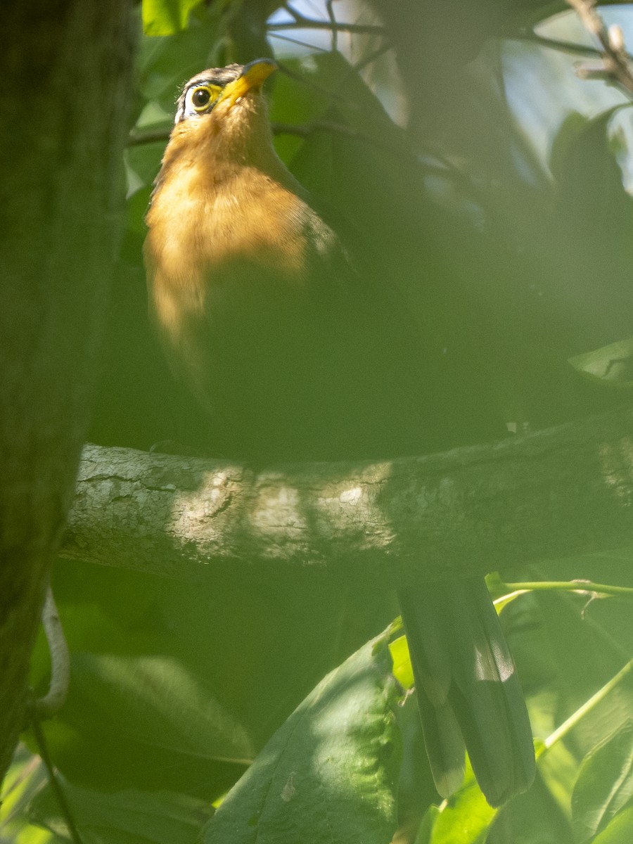Lesser Ground-Cuckoo - ML645875413