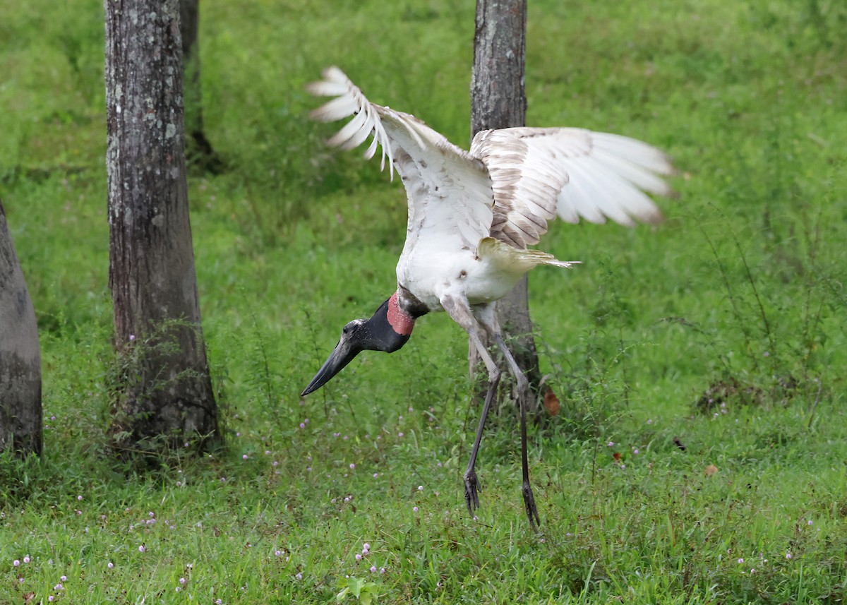 Jabiru - ML645875415