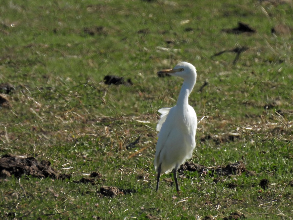 Western Cattle-Egret - ML645875416