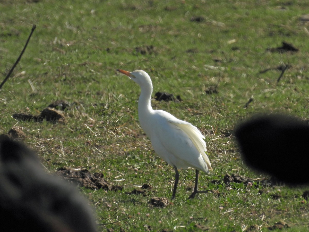 Western Cattle-Egret - ML645875417