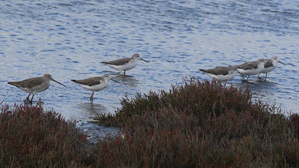 斑尾鷸 - ML645875418