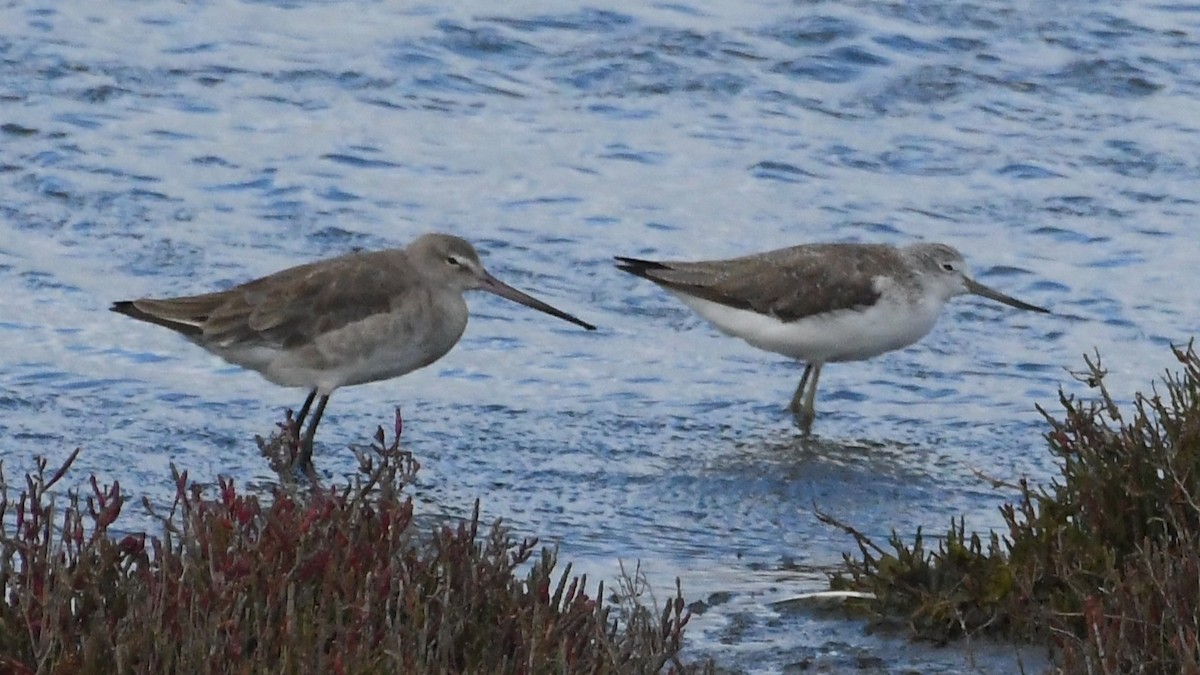 斑尾鷸 - ML645875419