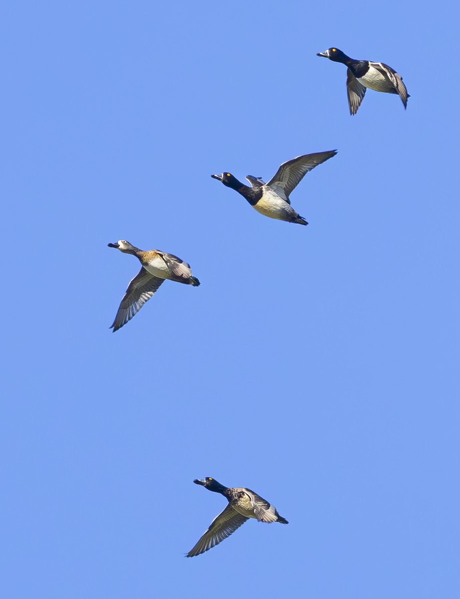 環頸潛鴨 - ML645875420