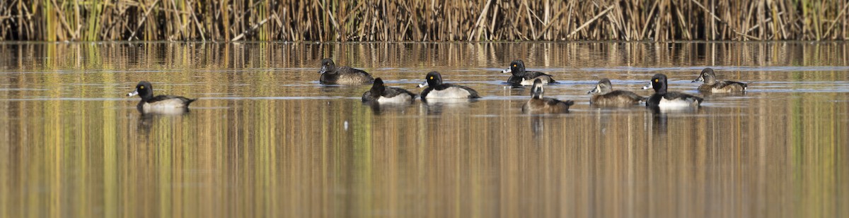 環頸潛鴨 - ML645875421