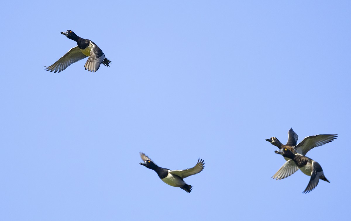 環頸潛鴨 - ML645875422