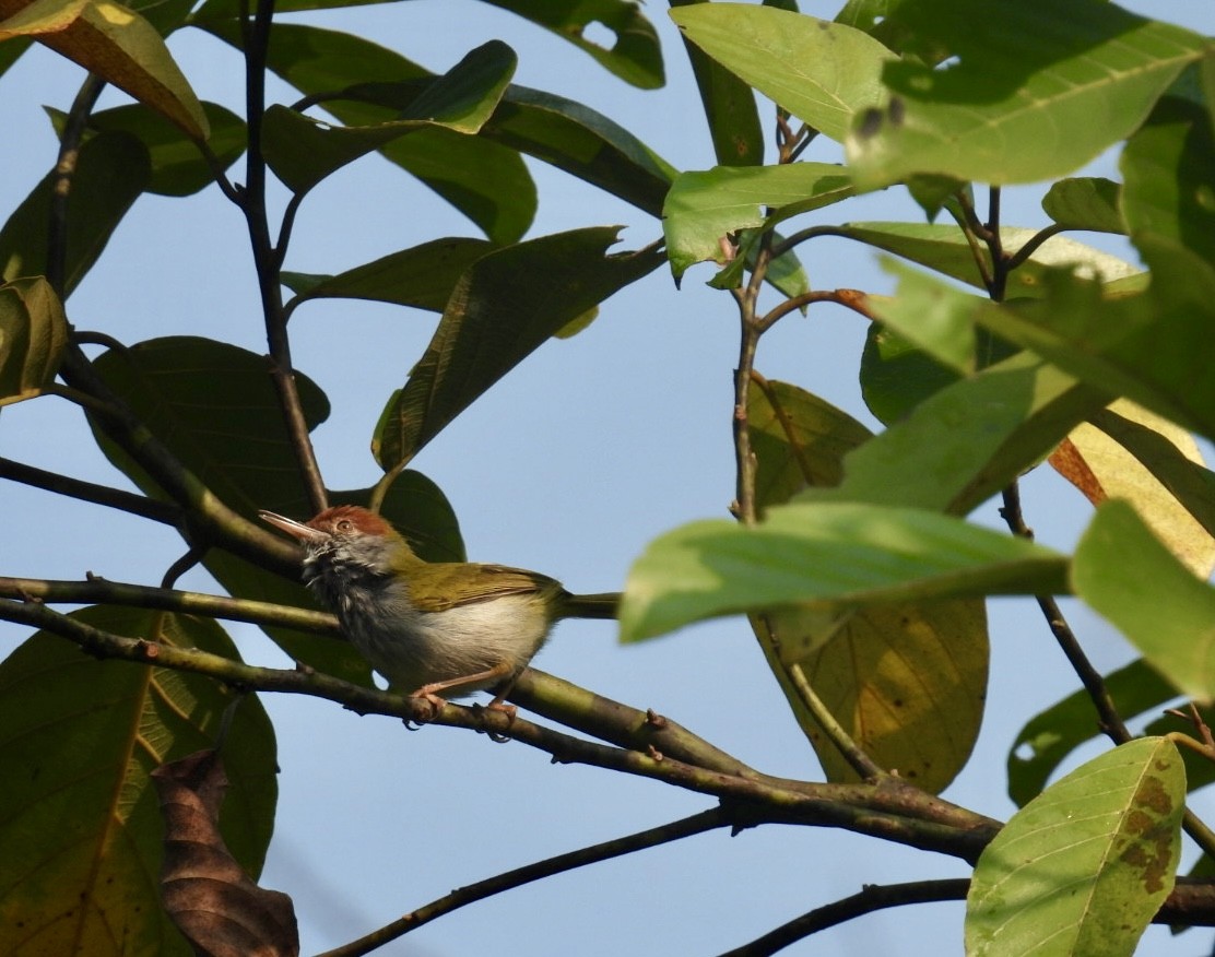 Dark-necked Tailorbird - ML645875423